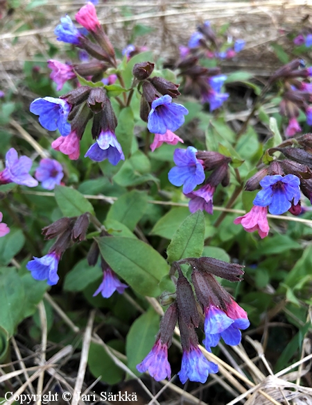  Pulmonaria obscura, lehtoimikk 